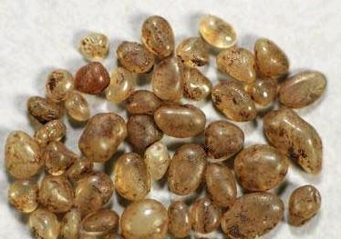 真身舍利子是怎么形成的（舍利子代表得道）(7)