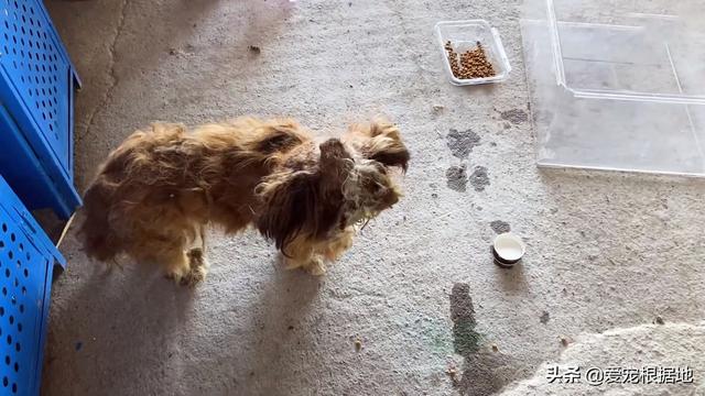 流浪犬是一种有灵性的动物（宛如拖把的流浪狗）(3)