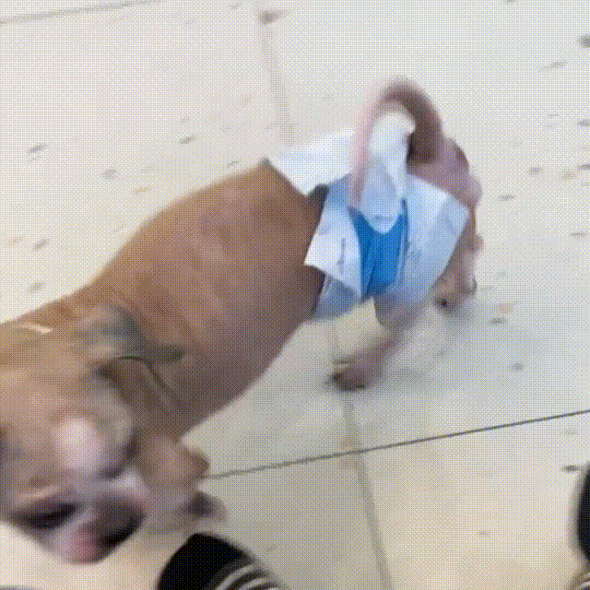 流浪犬是一种有灵性的动物（宛如拖把的流浪狗）(8)