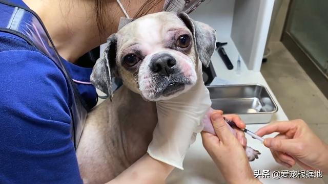 流浪犬是一种有灵性的动物（宛如拖把的流浪狗）(10)