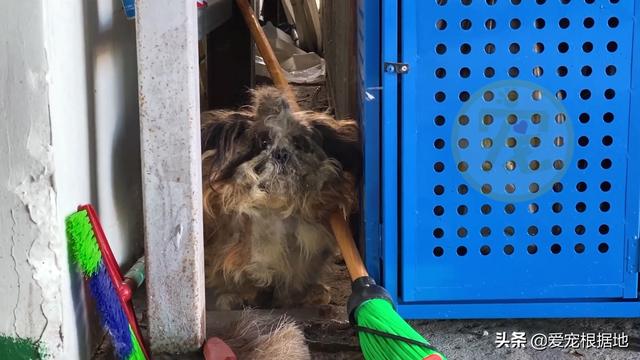 流浪犬是一种有灵性的动物（宛如拖把的流浪狗）(2)