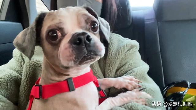 流浪犬是一种有灵性的动物（宛如拖把的流浪狗）(11)