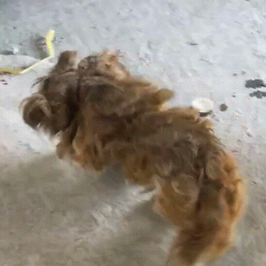 流浪犬是一种有灵性的动物（宛如拖把的流浪狗）(4)