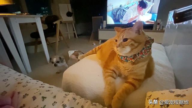 流浪犬是一种有灵性的动物（宛如拖把的流浪狗）(13)