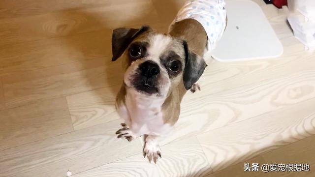 流浪犬是一种有灵性的动物（宛如拖把的流浪狗）(9)