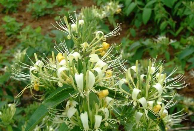 金银花有什么用处和作用