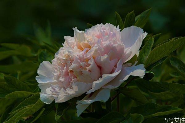 凤丹的花语是什么呢 凤丹的种植有什么注意的呢