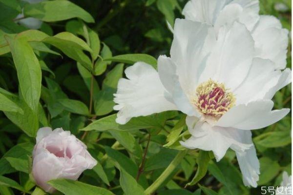 凤丹的花语是什么呢 凤丹的种植有什么注意的呢