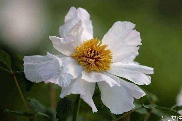 凤丹的花语是什么呢 凤丹的种植有什么注意的呢