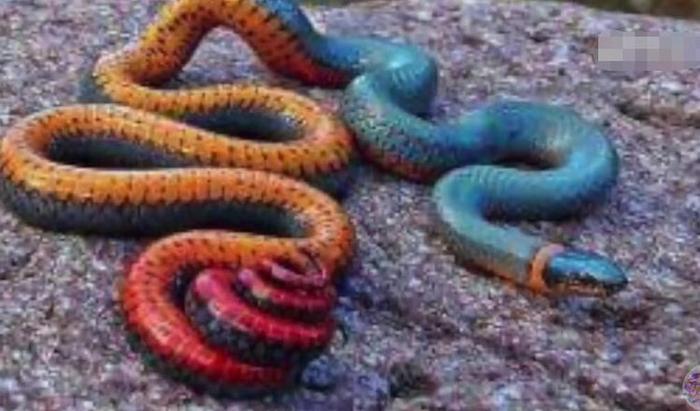 世界上最美的十种蛇,第六名长得跟彩虹似的,第一名濒临灭绝