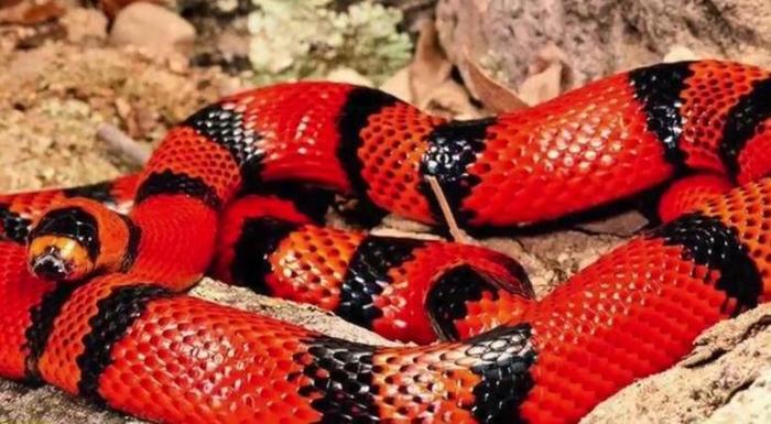 世界上最美的十种蛇,第六名长得跟彩虹似的,第一名濒临灭绝