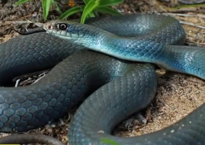 世界上最美的十种蛇,第六名长得跟彩虹似的,第一名濒临灭绝