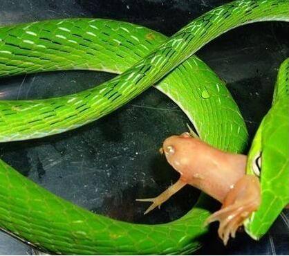 世界上最美的十种蛇,第六名长得跟彩虹似的,第一名濒临灭绝