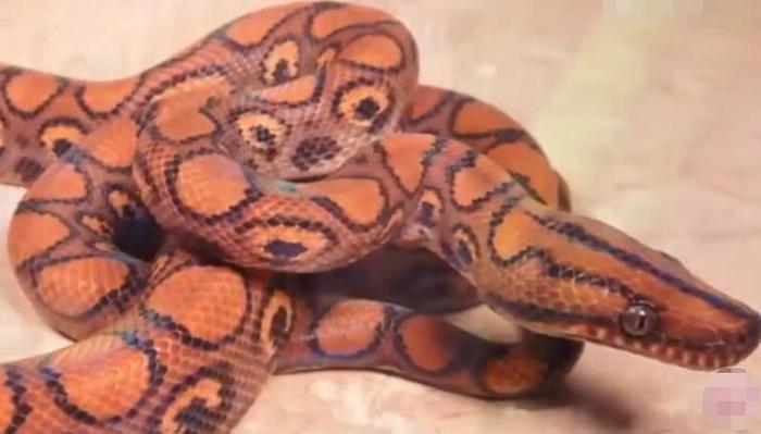 世界上最美的十种蛇,第六名长得跟彩虹似的,第一名濒临灭绝