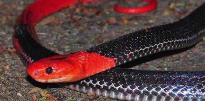 世界上最美的十种蛇,第六名长得跟彩虹似的,第一名濒临灭绝