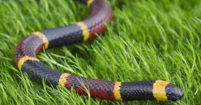 世界上最美的十种蛇,第六名长得跟彩虹似的,第一名濒临灭绝