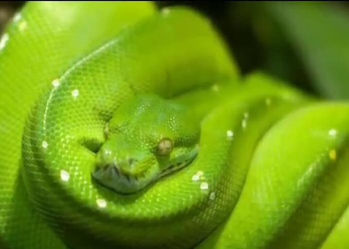 世界上最美的十种蛇,第六名长得跟彩虹似的,第一名濒临灭绝