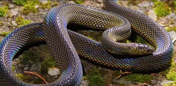 世界上最美的十种蛇,第六名长得跟彩虹似的,第一名濒临灭绝
