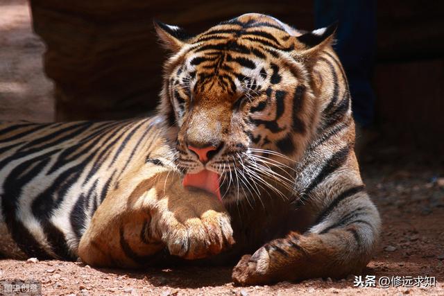 水浒传30个人的绰号以及特点（水浒传人物绰号大盘点）(2)