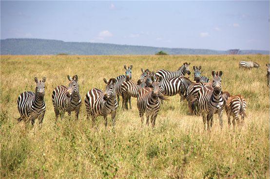 亲自见证动物大迁徙（说起非洲动物大迁徙）(3)