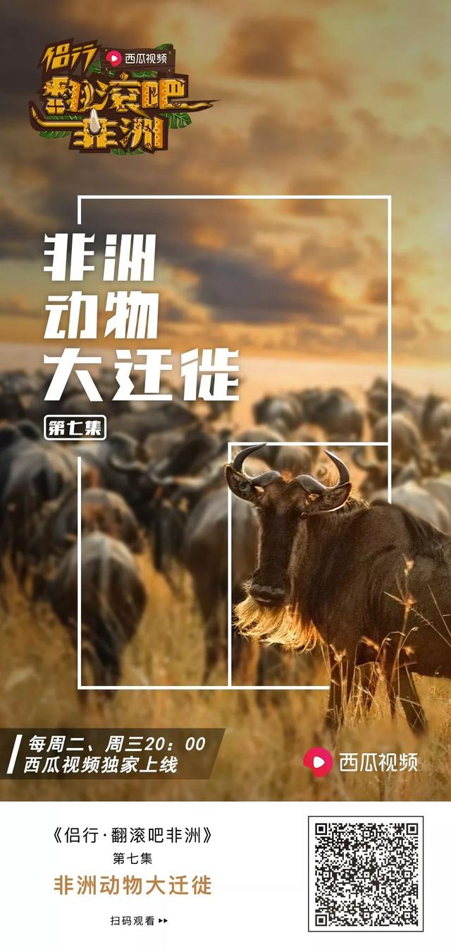 亲自见证动物大迁徙（说起非洲动物大迁徙）(19)