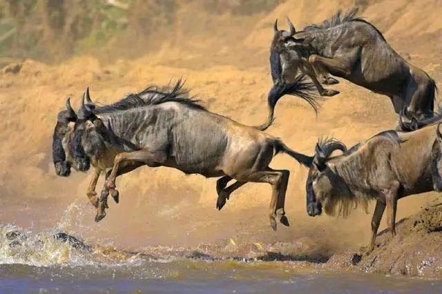 亲自见证动物大迁徙（说起非洲动物大迁徙）(14)
