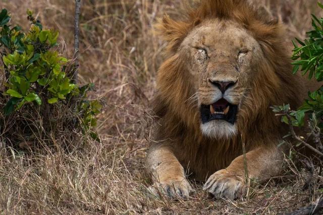 亲自见证动物大迁徙（说起非洲动物大迁徙）(10)