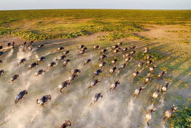 亲自见证动物大迁徙（说起非洲动物大迁徙）(2)