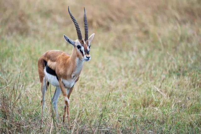 亲自见证动物大迁徙（说起非洲动物大迁徙）(8)