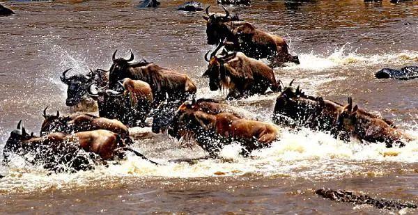 亲自见证动物大迁徙（说起非洲动物大迁徙）(15)