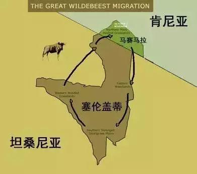 亲自见证动物大迁徙（说起非洲动物大迁徙）(12)