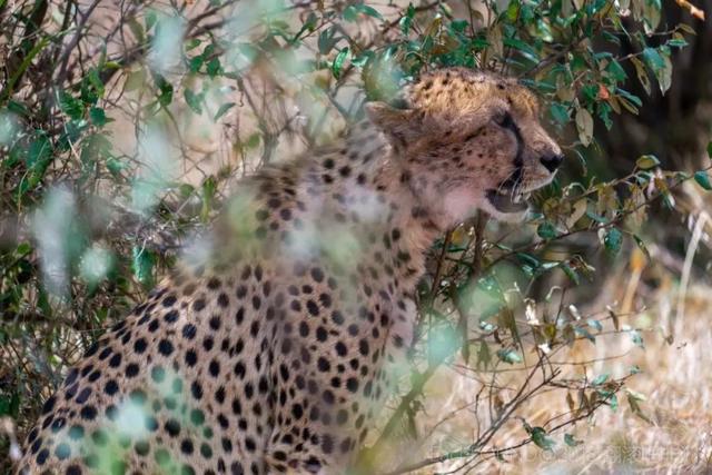 亲自见证动物大迁徙（说起非洲动物大迁徙）(11)