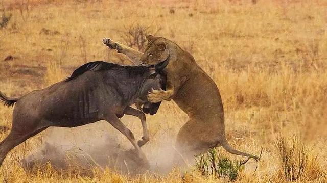 亲自见证动物大迁徙（说起非洲动物大迁徙）(17)