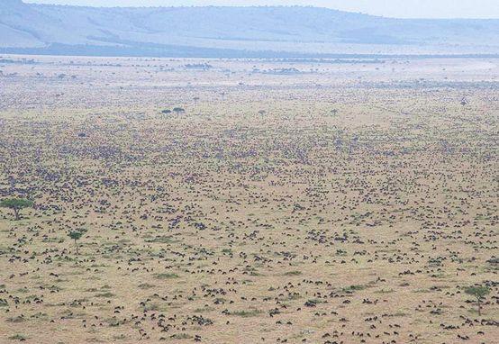 亲自见证动物大迁徙（说起非洲动物大迁徙）(5)