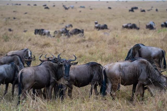 亲自见证动物大迁徙（说起非洲动物大迁徙）(6)