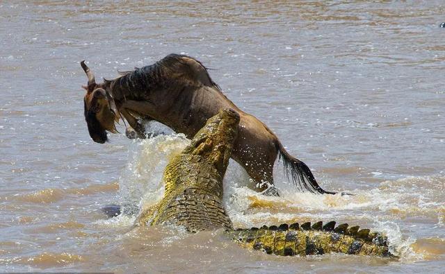 亲自见证动物大迁徙（说起非洲动物大迁徙）(16)