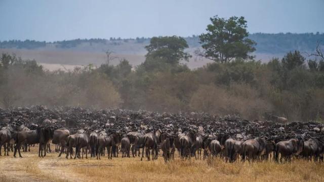 亲自见证动物大迁徙（说起非洲动物大迁徙）(4)