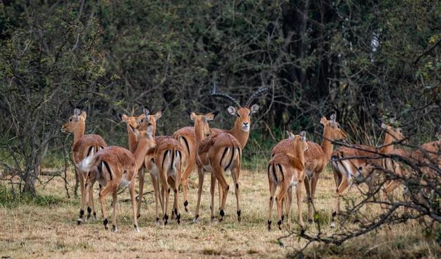 亲自见证动物大迁徙（说起非洲动物大迁徙）(9)