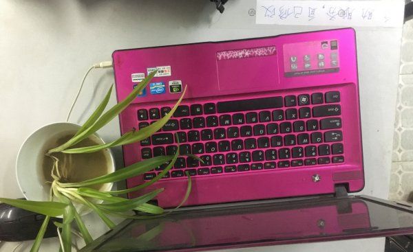 电脑旁放仙人掌能防辐射,电脑旁边放仙人掌真的可以防辐射吗图2