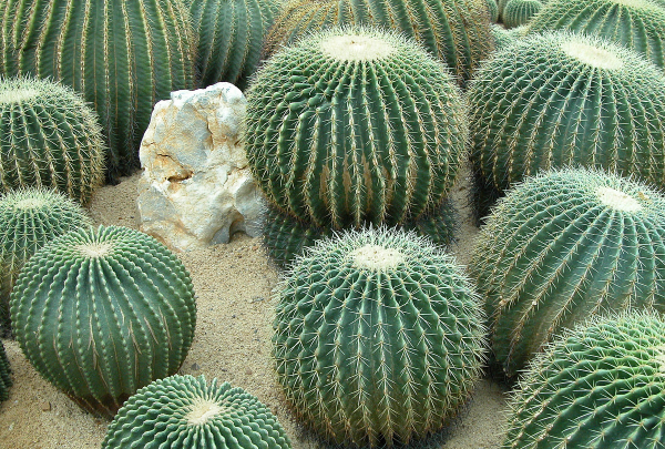 电脑旁放仙人掌能防辐射,电脑旁边放仙人掌真的可以防辐射吗图11