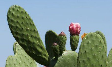 电脑旁放仙人掌能防辐射,电脑旁边放仙人掌真的可以防辐射吗图9