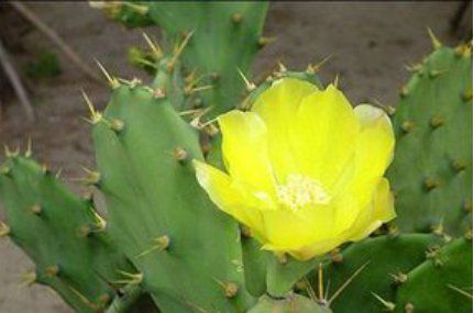 电脑旁放仙人掌能防辐射,电脑旁边放仙人掌真的可以防辐射吗图7