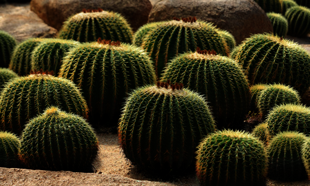 电脑旁放仙人掌能防辐射,电脑旁边放仙人掌真的可以防辐射吗图5