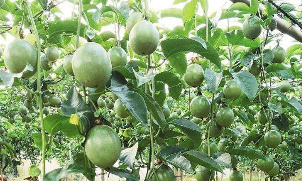 百香果有哪些颜色,百香果哪个颜色的好吃图5