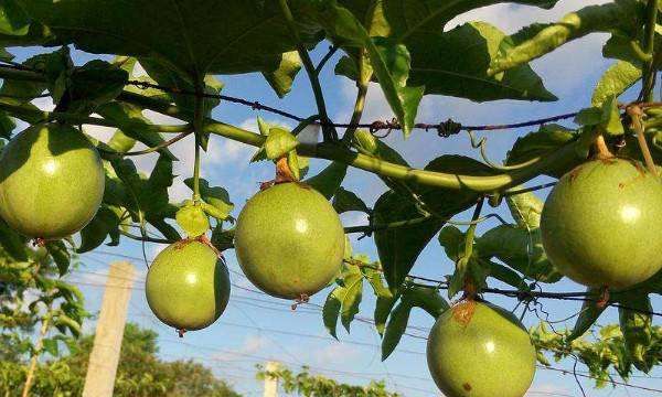百香果有哪些颜色,百香果哪个颜色的好吃图4
