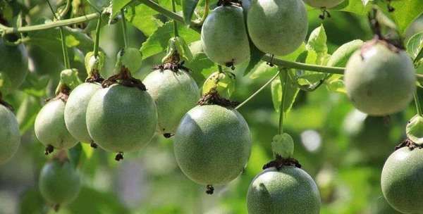 百香果有哪些颜色,百香果哪个颜色的好吃图3