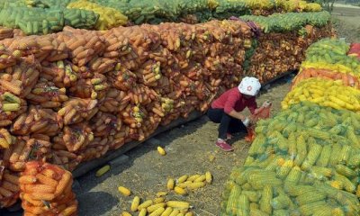 ​大量玉米怎么储存方法,买了好多玉米怎么处理