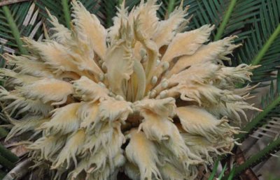 ​铁树开花是什么征兆（家门口铁树开花是吉还是凶）