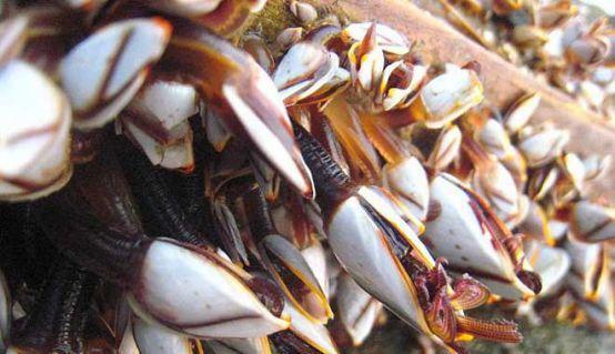 有着来自地狱的海鲜之称，常年吸附海龟身上，每年都有人为此丧命