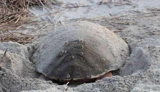 有着来自地狱的海鲜之称，常年吸附海龟身上，每年都有人为此丧命